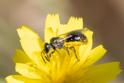 Homalictus sp (Australian Lasioglossum).jpg
